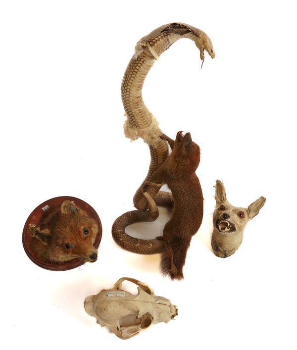 TAXIDERMY: INCLUDING A MONGOOSE FIGHTING A COBRA, A FOX HEAD, A FELINE SKULL AND ANOTHER (4)