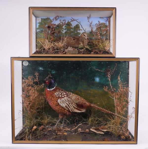 TAXIDERMY: A CASED WOODCOCK AND A CASED PHEASANT (2)