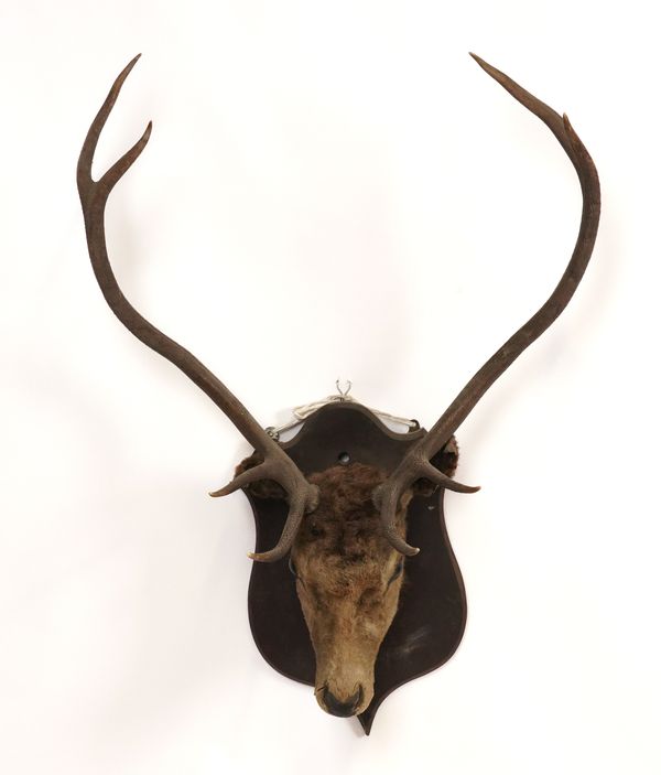 TAXIDERMY: A DEER HEAD TROPHY WITH ANTLERS