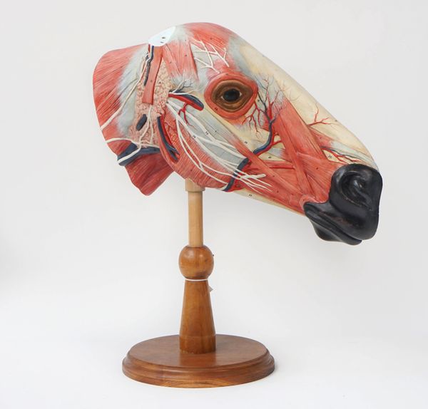 Anatomy; An Écorché painted plaster model of half a horse head