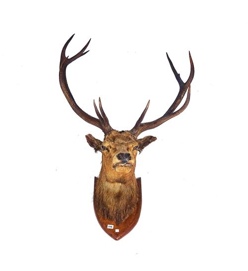 TAXIDERMY: A STAG'S HEAD