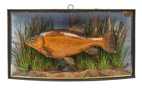 TAXIDERMY; A TENCH