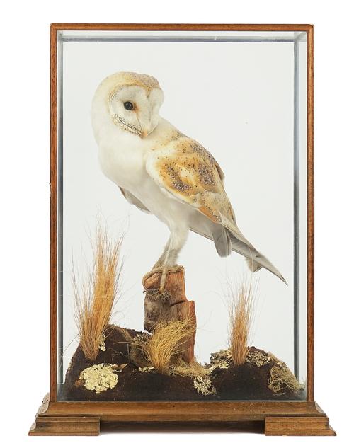 TAXIDERMY; A BARN OWL WITH ARTICLE 10 TRANSACTION CERTIFICATE NO. 250022/03