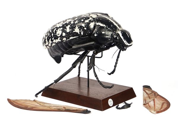 A POLYCHROME DECORATED DIDACTIC MODEL OF A BEETLE
