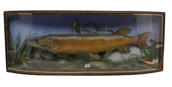 TAXIDERMY: AN IRISH FISHING TROPHY OF A LARGE PIKE MOUNTED IN BOW FRONT CASE