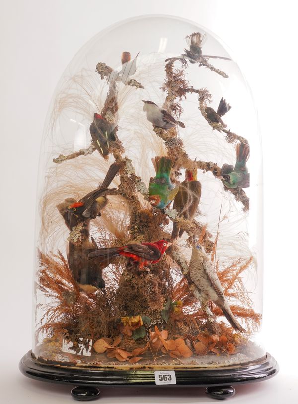 TAXIDERMY: A VICTORIAN DOME OF COLOURFUL TROPICAL BIRDS