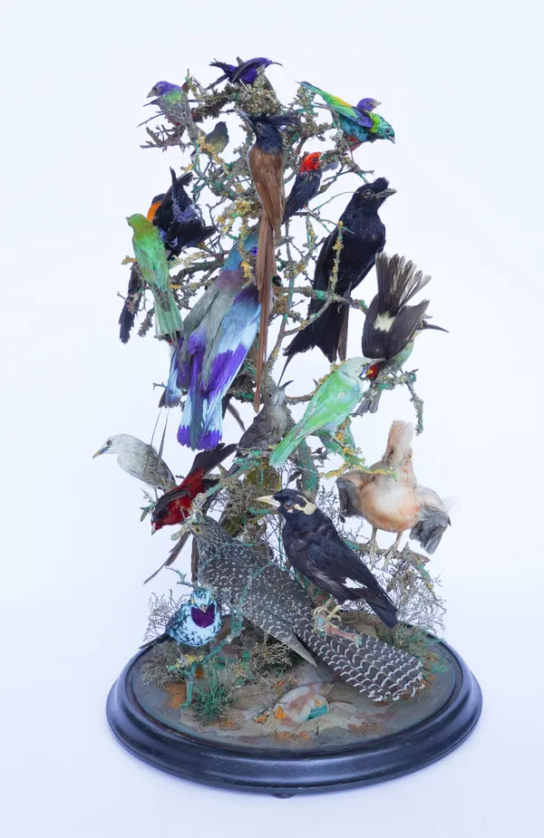 TAXIDERMY: A VICTORIAN DOME OF TROPICAL BIRDS INCLUDING A COCK OF THE ROCK, PARADISE TANAGER, SPANGLED COTINGA AND RACKET TAILED DRONGO