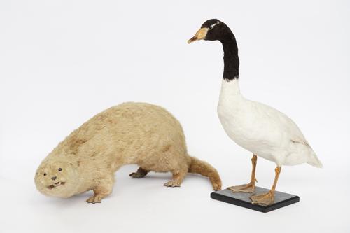 TAXIDERMY: A FULL MOUNT OTTER (2)