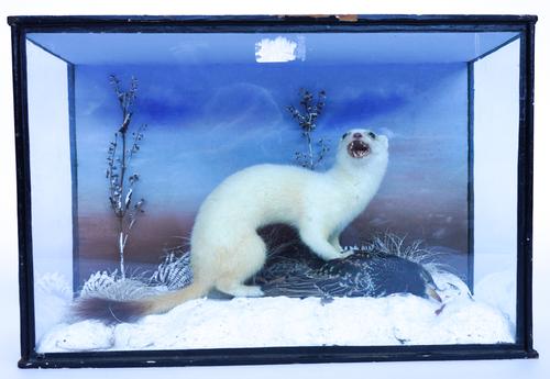 TAXIDERMY: A STOAT AND STARLING REPUTEDLY BY PONCHAUD OF CHRISTCHURCH (2)