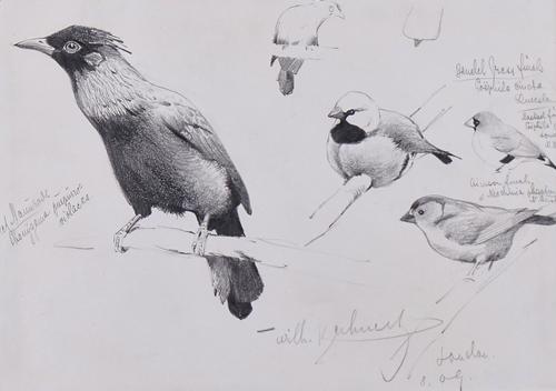 WILHELM KUHNERT (GERMAN, 1865-1926)