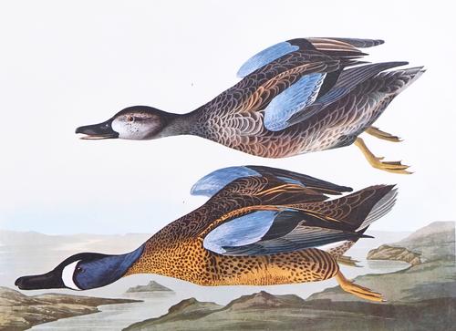 THE AUDUBON FOLIO
