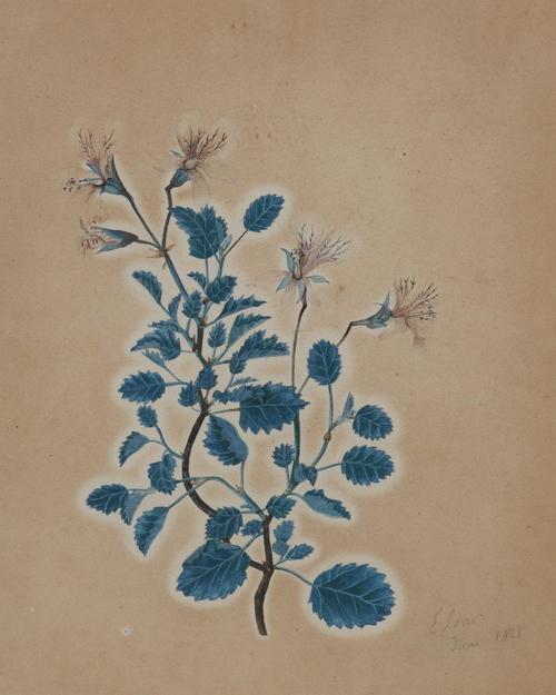 EDWARD LEAR (BRITISH, 1812-1888)