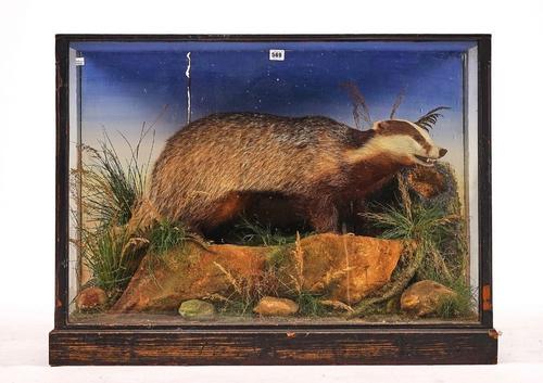 TAXIDERMY; A CASED BADGER