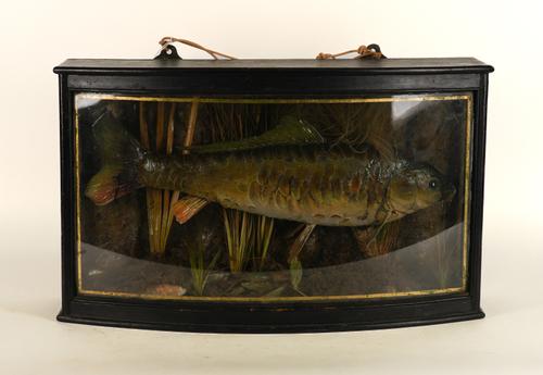 TAXIDERMY; A MIRROR CARP IN A NATURALISTIC SETTING