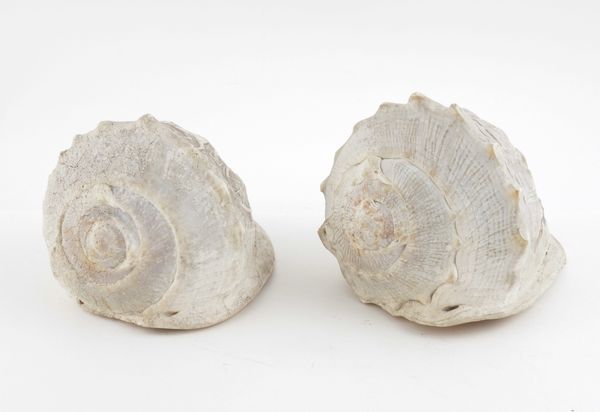 TWO ITALIAN NEAPOLITAN CONCH SHELLS CARVED WITH FIGURES PURSUING VARIOUS PASTIMES (2)