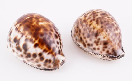 A SCOTTISH SILVER MOUNTED COWRIE SHELL SNUFF BOX AND ANOTHER (2)