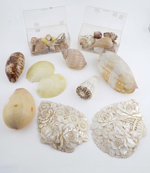 A COLLECTION OF VARIOUS SEA SHELLS