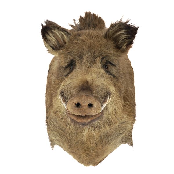OF TAXIDERMY INTEREST: A BOAR'S HEAD