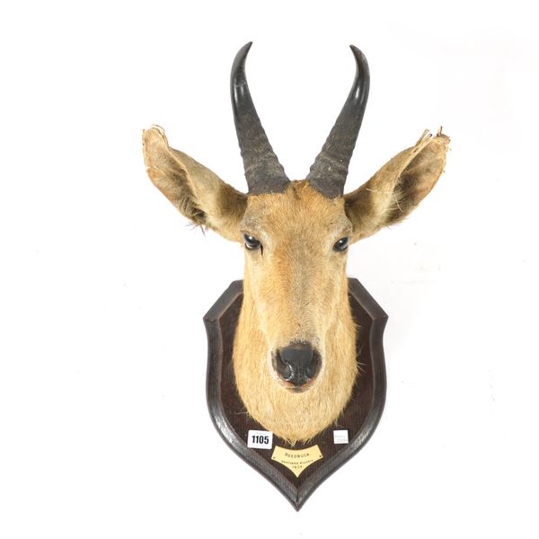 ROWLAND WARD: A REEDBUCK TROPHY