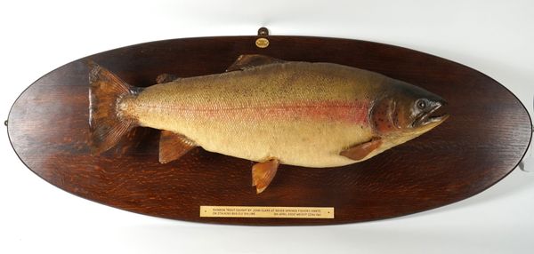 TAXIDERMY: A MOUNTED RAINBOW TROUT TROPHY