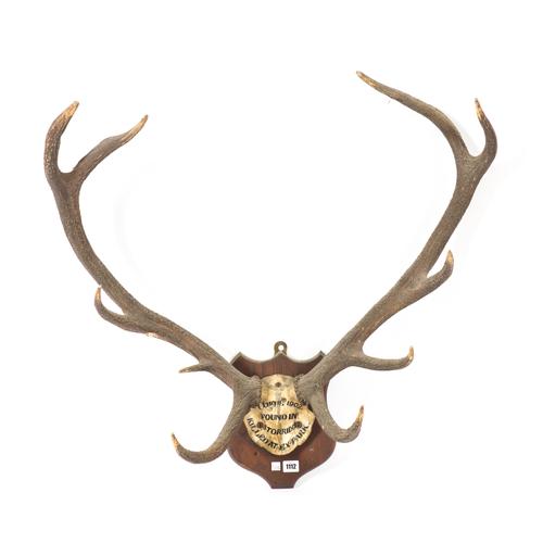 OF TAXIDERMY INTEREST: A FIVE-POINT ANTLER TROPHY