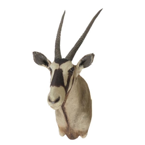 OF TAXIDERMY INTEREST: A BULL ORYX / GEMSBOK HEAD