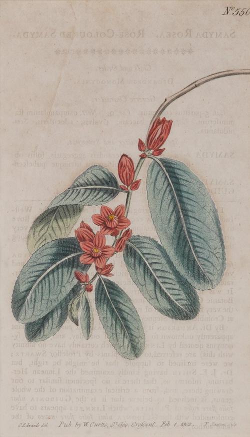 FRANCIS SANSOM (BRTIISH, ACT. 1785-1799) AFTER SYDENHAM EDWARDS (8)