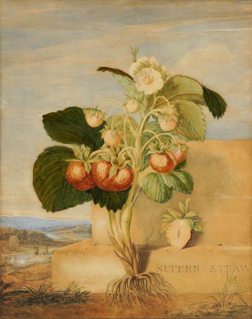 C*** J*** ROBERTSON (19TH CENTURY)