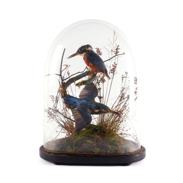 TAXIDERMY: A PAIR OF KINGFISHERS UNDER A GLASS DOME