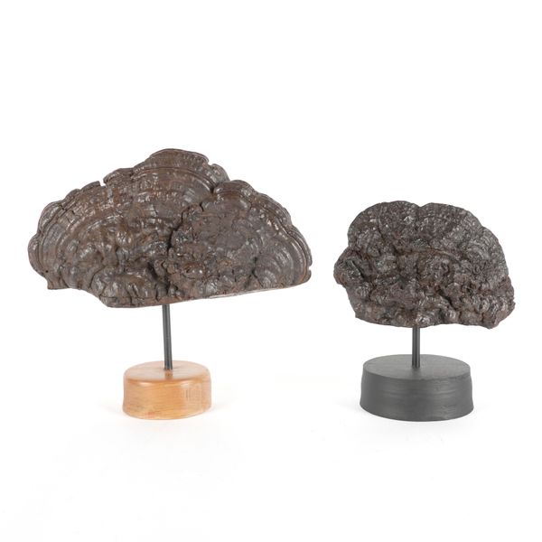 TWO BRACKET FUNGI ON STANDS (2)