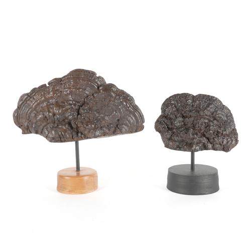 TWO BRACKET FUNGI ON STANDS (2)