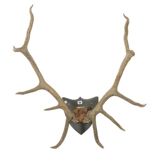 A PAIR OF MOUNTED ANTLERS