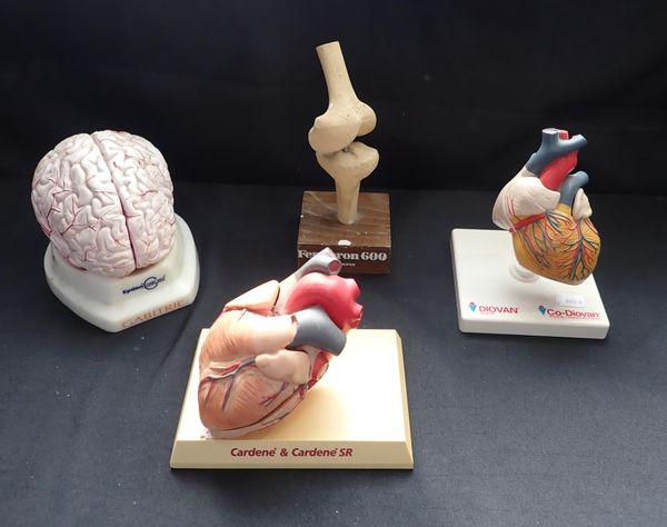 A SCIENTIFIC ANATOMICAL MODEL OF THE HEART