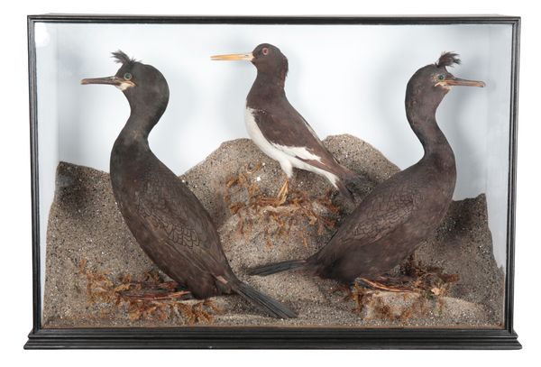 TAXIDERMY: A PAIR OF CASED SHAGS WITH OYSTER CATCHER