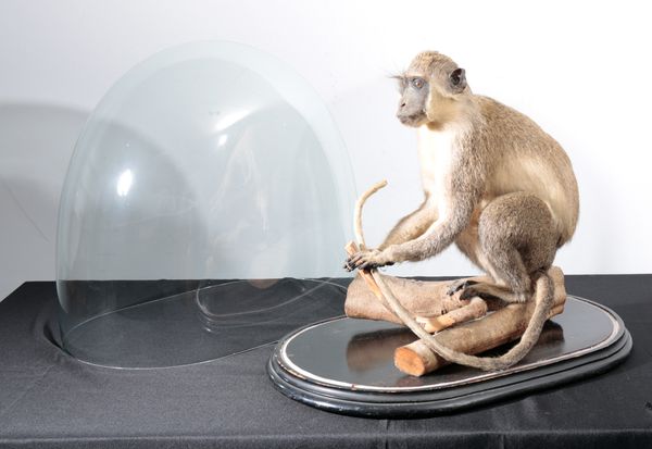 TAXIDERMY: A VERVET MONKEY IN VICTORIAN GLASS DOME