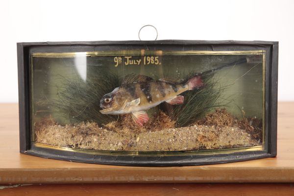 TAXIDERMY: A DEFORMED PERCH