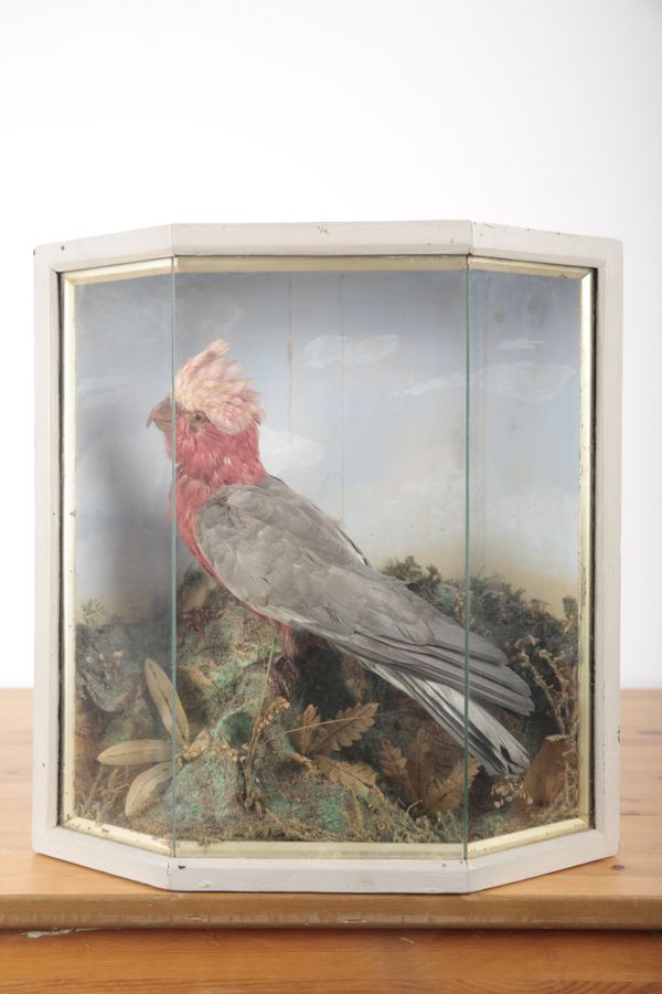 TAXIDERMY: A GALAH OR ROSE BREASTED COCKATOO