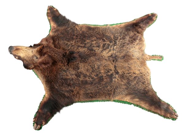 TAXIDERMY: A WILD BOAR SKIN RUG