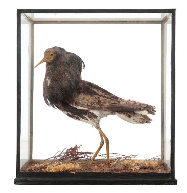 TAXIDERMY: A RUFF IN GLAZED VICTORIAN CABINET