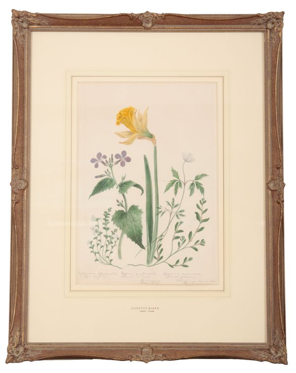 ANNETTE BAKER (20th century) A set of four botanical studies