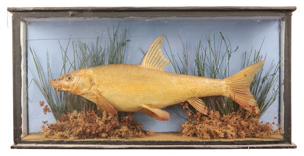 TAXIDERMY: A CASED BARBEL