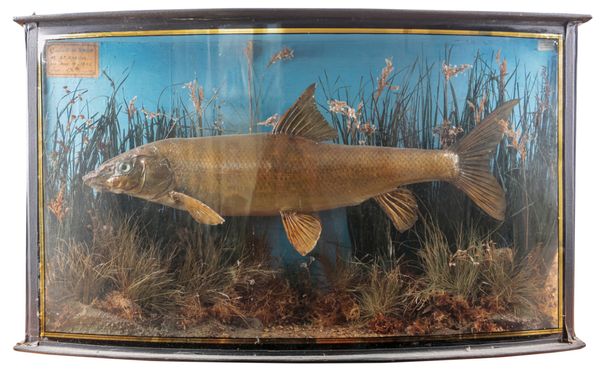 TAXIDERMY: A CASED BARBEL