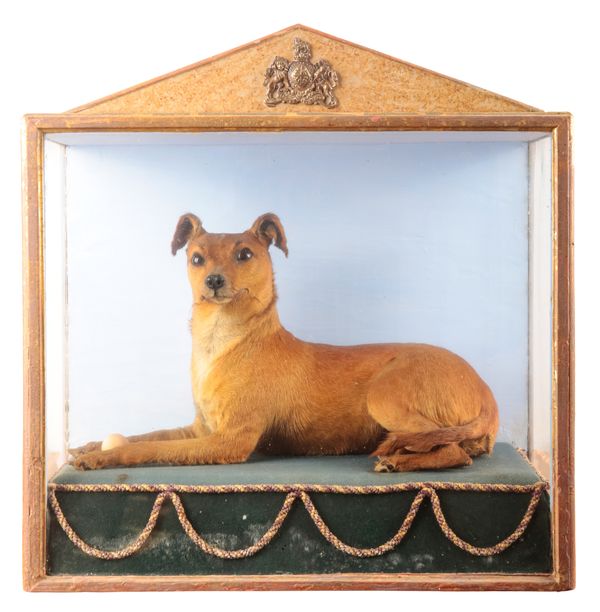 TAXIDERMY: A CASED DOG