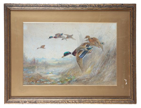 *JAMES STINTON (1870-1961) A study of mallards