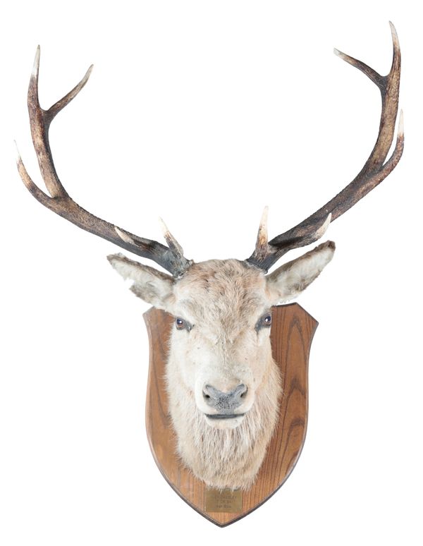 TAXIDERMY: A RED DEER NECK MOUNT