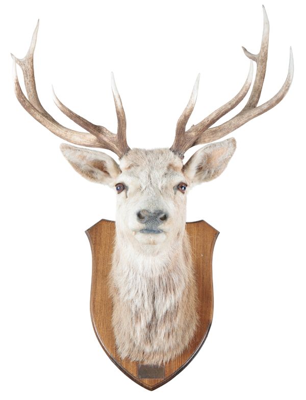 TAXIDERMY: A RED DEER NECK MOUNT