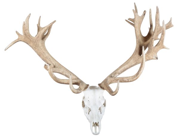 TAXIDERMY: A LARGE PAIR OF RED STAG ANTLERS