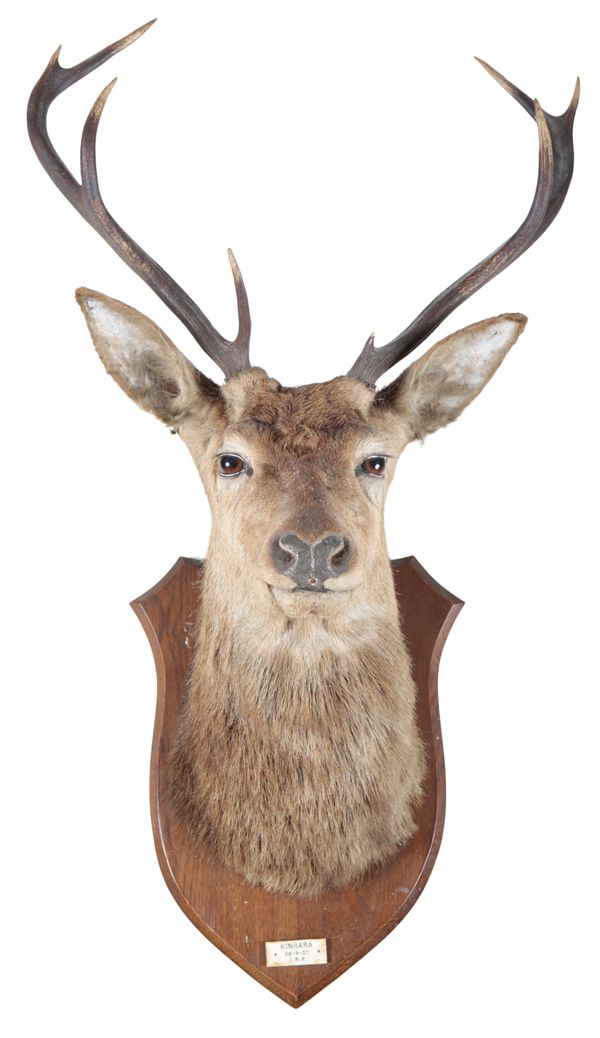 TAXIDERMY: A RED STAG HEAD MOUNT BY JOHN MACPHERSON