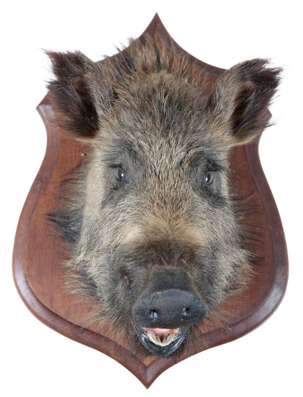 TAXIDERMY: A WILD BOAR NECK MOUNT