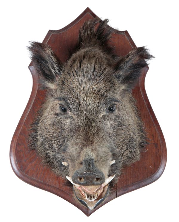 TAXIDERMY: A WILD BOAR NECK MOUNT